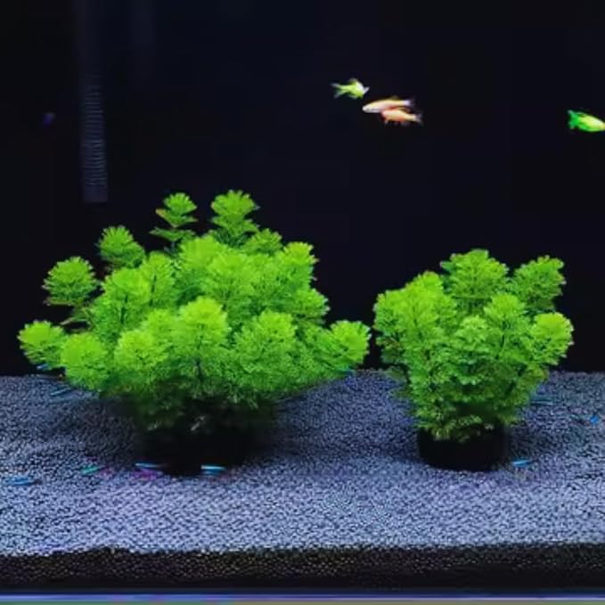 14 Green Cabomba Plants Live, Aquarium Plants Live, 4 to 6 Inc Tall Aquarium Pond Plant, Live Cambomba Plant Growing