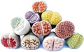 Pack of 10 Live Exotic Lithops Plant Large Size Rare Living Stone Seedling Perfect Terrarium Addition