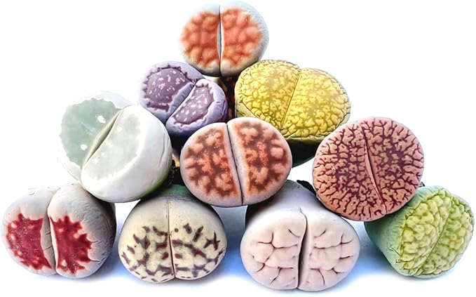 Pack of 10 Live Exotic Lithops Plant Large Size Rare Living Stone Seedling Perfect Terrarium Addition