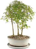Brussel's Bonsai - Live Trident Maple Bonsai Grove with White Ceramic Tray, Outdoor Bonsai Tree Live Plant, Multi Tree Bonsai Display for Patio Garden Decor