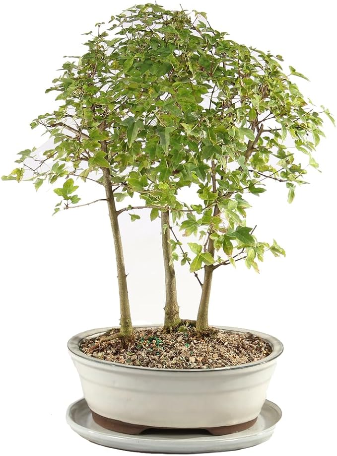 Brussel's Bonsai - Live Trident Maple Bonsai Grove with White Ceramic Tray, Outdoor Bonsai Tree Live Plant, Multi Tree Bonsai Display for Patio Garden Decor