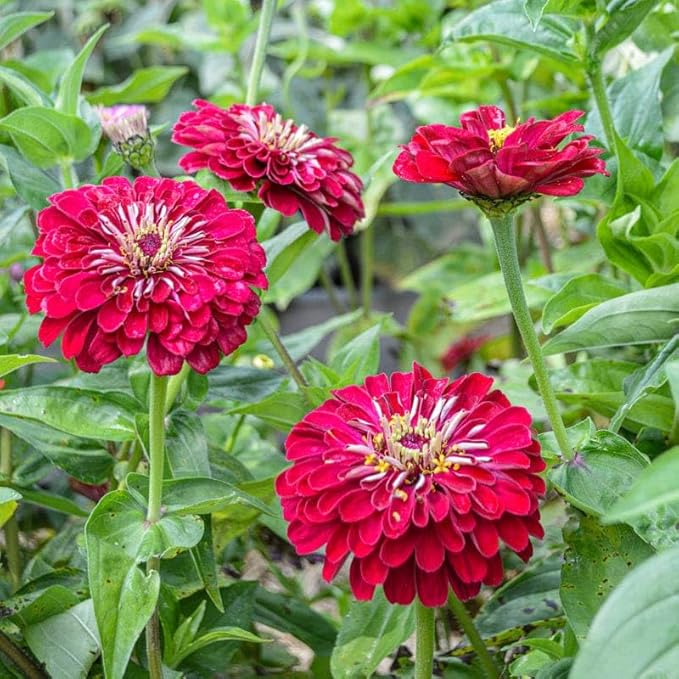 1000+Perennial Zinnia Flower Seeds for Planting Outdoor-Annual Rare Haageana Aztec Sunset Seeds for Garden Home Non-GMO Heirloom