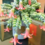 Cotyledon Pendens Succulent Plant Live – 2 Inch Pot | Rare Trailing Houseplant | Easy-Care Indoor Succulent