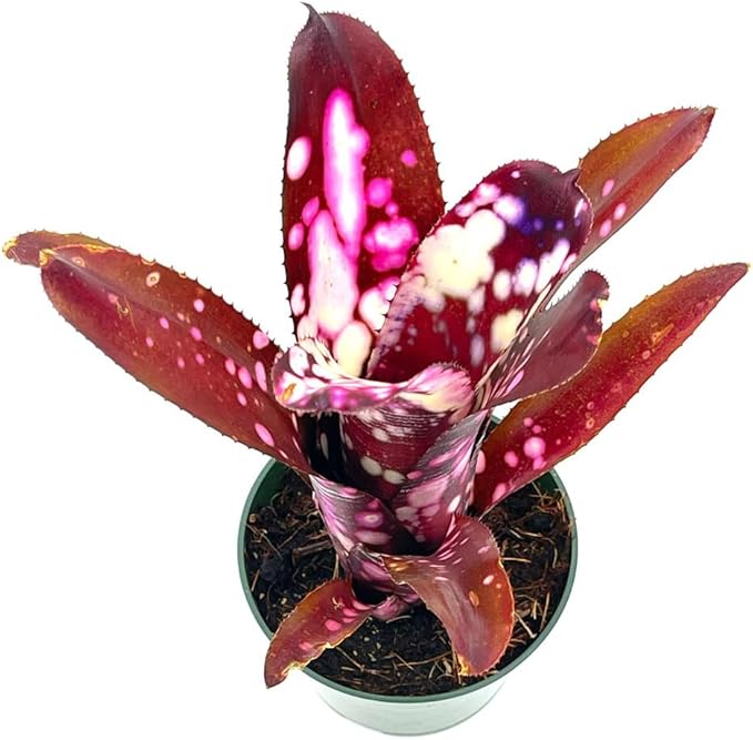 ragnaroc Live Plants – Bromeliad Billbergia Hallelujah, 9-18" - 1ct - Live Arrival Guaranteed - House Plants for Home Decor & Gift