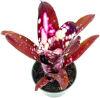 ragnaroc Live Plants – Bromeliad Billbergia Hallelujah, 9-18" - 1ct - Live Arrival Guaranteed - House Plants for Home Decor & Gift