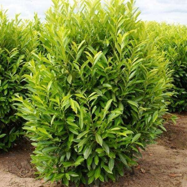 Schip/Skip Laurel Shrub - 6-12" Tall Live Plant - 2.5" Pot - Schipka Bush/Hedge Seedling - Prunus laurocerasus 'Schipkaensis'
