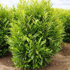 Schip/Skip Laurel Shrub - 6-12" Tall Live Plant - 2.5" Pot - Schipka Bush/Hedge Seedling - Prunus laurocerasus 'Schipkaensis'
