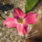 1 Year Old Pink Dogwood Trees Shrubs Bushes, Dormant, 2.5" Pot Dogwood Tree Live Plant for Planting Outside, Flowering Dogwood 6-12" in Tall