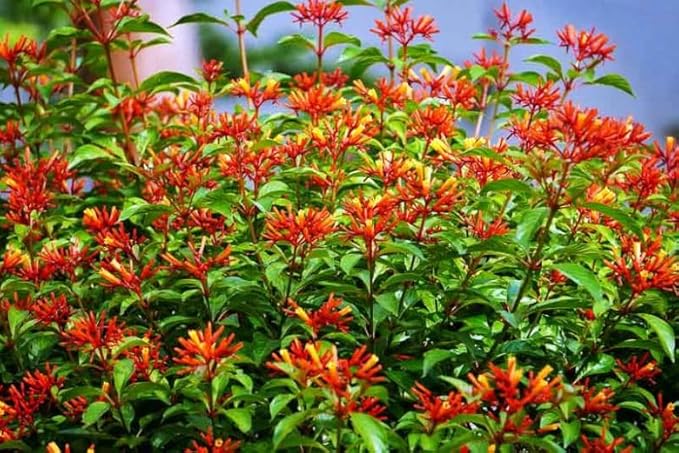 Mexican Firebush Live Plants (5-9") - Pack of 2 (Two) - Hamelia Patens Hummingbird Bush - Firecracker Shrub - Non-Stop Orange Blooms - Heat Tolerant Perennial Shrub - Fast Growing Pollinator Magnet