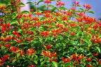 Mexican Firebush Live Plants (5-9") - Pack of 2 (Two) - Hamelia Patens Hummingbird Bush - Firecracker Shrub - Non-Stop Orange Blooms - Heat Tolerant Perennial Shrub - Fast Growing Pollinator Magnet