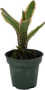 ragnaroc Live Plants – Bromeliad Neoregelia Gizmo, 4-8" in 3" Pot - 1ct - Live Arrival Guaranteed - House Plants for Home Decor & Gift