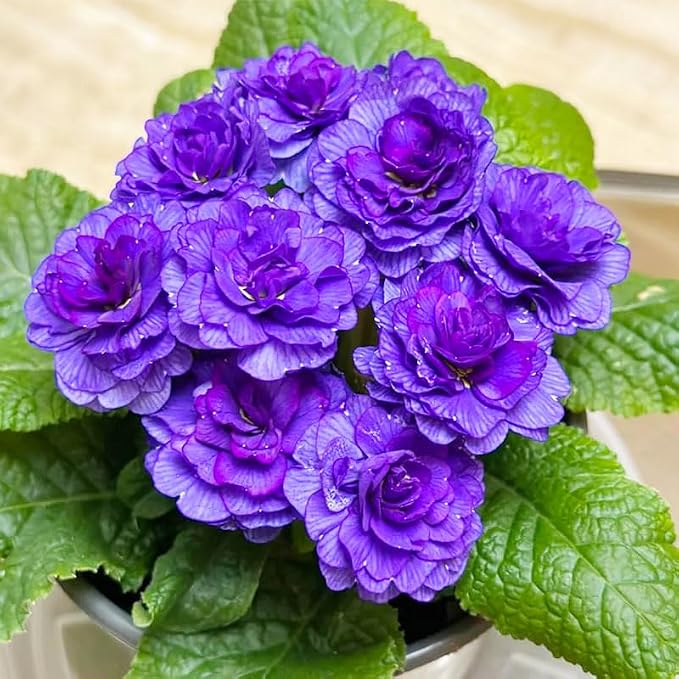 220+ Perennial Primrose Primula Seeds for Planting - Non-GMO Heirloom Plant Seeds Garden Outdoor
