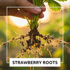 All Star Strawberry Plants - Grow Giant Strawberries - Bare Root Plants (15 Strawberry Plants)