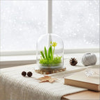 Bloomify Dancing Orchid Terrarium – Live Orchid Plants in Glass Terrarium with Sundew Moss – No Maintenance Orchid Plant Psygmorchis Pusilla – Self-Sustaining Miniature Live Orchid