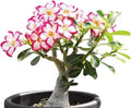 Desert Rose， Adenium Obesum one Year Plant ， Baby Size Bonsai Caudex (1 Rose)