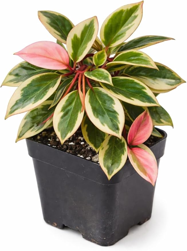 Hoya ‘Crimson Princess’ Live Plant – 2 Inch Starter Pot – Variegated Wax Plant with Pink New Growth – Easy Care Indoor Houseplant