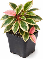 Hoya ‘Crimson Princess’ Live Plant – 2 Inch Starter Pot – Variegated Wax Plant with Pink New Growth – Easy Care Indoor Houseplant
