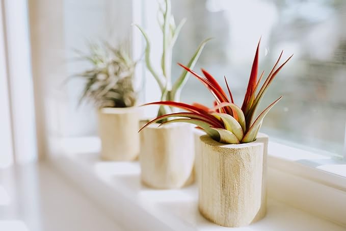 Air Plant Shop XL Tillandsia Caput Medusae Air Plants - Live Tillandsia - Easy Care Indoor and Outdoor House Plants (Pack of 1)