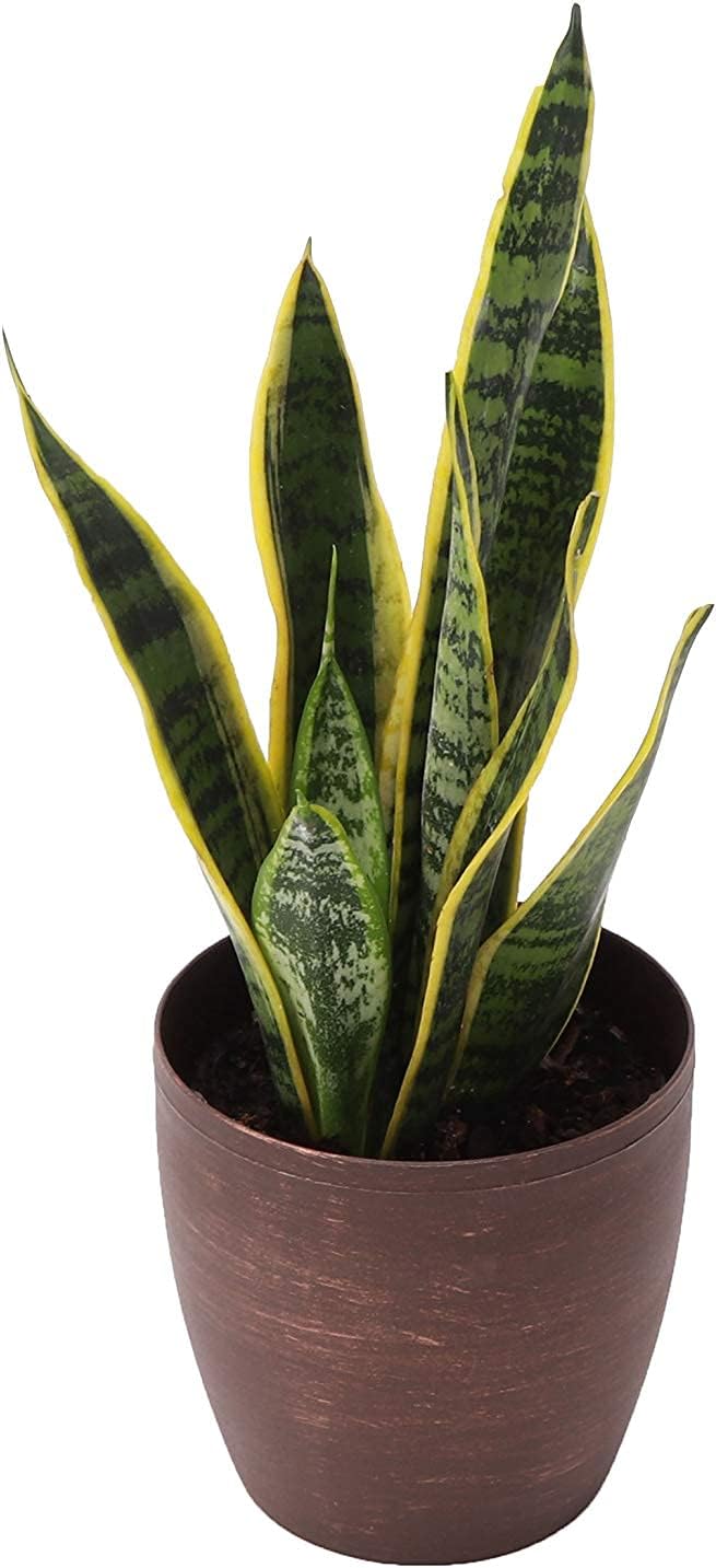 Thorsen's Greenhouse Low Light Houseplant Set, Live Indoor Plants, 3 Pack of Plants, Copper Pots, 4" Diameter