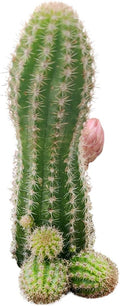 Live Cactus Plants, Fully Rooted 2-inch Cactus Succulent Plants, Rare Varieties for Gift or Home Decoration (Peanut Cactus Echinopsis)