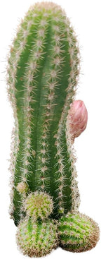 Live Cactus Plants, Fully Rooted 2-inch Cactus Succulent Plants, Rare Varieties for Gift or Home Decoration (Peanut Cactus Echinopsis)