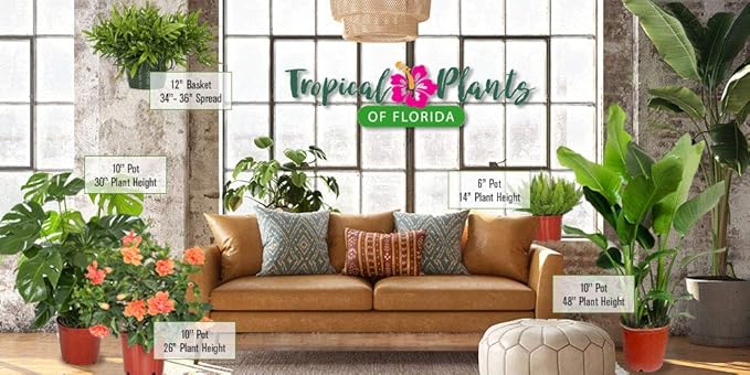 Tropical Plants of Florida Coral Dipladenia Hanging Basket 12 Inch Live Flowering Plant, 14 Inch Wide by 18 Inch Tall, Vibrant Coral Blooms for Patio Porch or Balcony