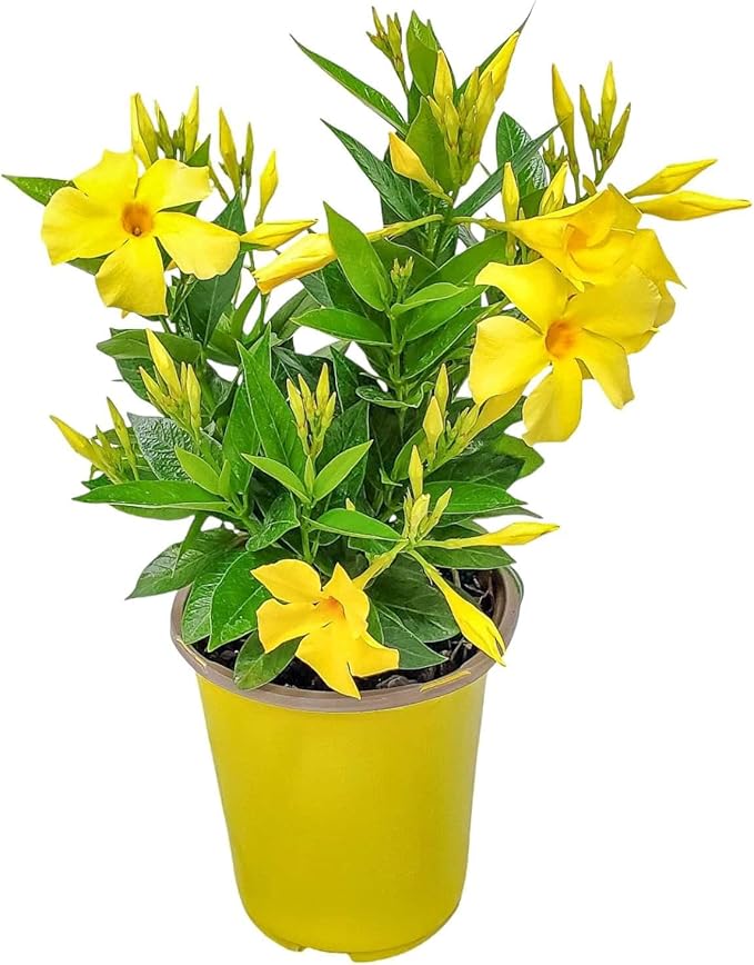 Live Dipladenia Bush with Yellow Flowers - Partial to Full Sunlight Plant - 12" to 16" Overall Height - 6" Growers Planter - Tropical Plants of Florida (Plant in Growers Planter)