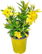 Live Dipladenia Bush with Yellow Flowers - Partial to Full Sunlight Plant - 12" to 16" Overall Height - 6" Growers Planter - Tropical Plants of Florida (Plant in Growers Planter)