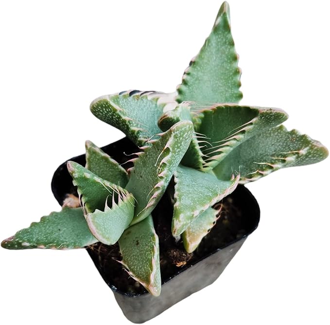 Live Succulent Cactus Plants (2" Pot Faucaria Felina ‘Tiger Jaw’)