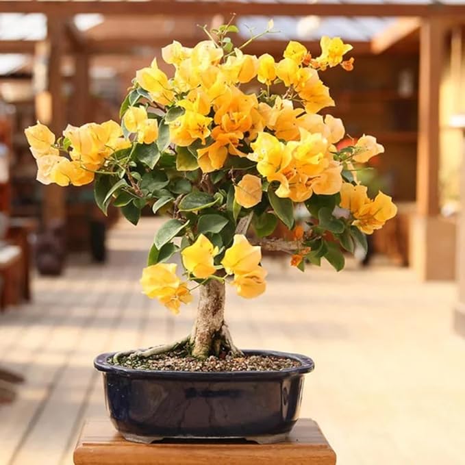 2 Yellow Bougainvillea Plants Live, Trailing Bougainvillea Flowering Vine, Well Rooted Bougainvilleas 4-7 Inches