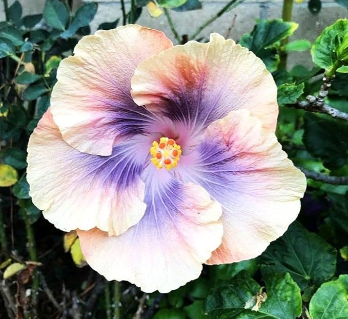 Hibiscus Mix 100+ Seeds Flowers Planting for Outdoor Indoor