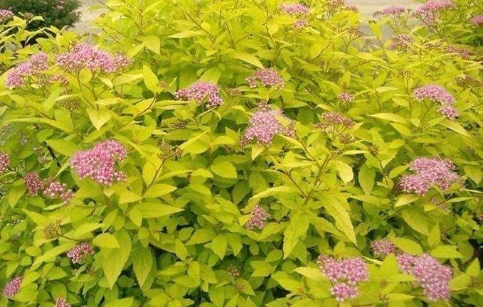 RedCrocus Goldmound Bumalda Spirea- Vibrant Deciduous Shrub for Garden Borders & Containers, Pollinator-Attracting, Easy Care, Full Sun to Partial Shade, Pet Safe, Fertilizer & Pruning Tip