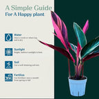 Stromanthe Triostar - Colorful Live Indoor Plant, Calathea Prayer Plant, Air Purifier & Elegant Home Decor, Ideal for Room Decor, Triostar Houseplant