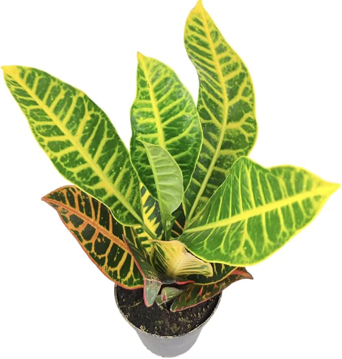 Croton Petra (4'' Grower Pot) - Air Purifying and Live Healthy Houseplant - Easy to Grow, Easy to Care Indoor Houseplant