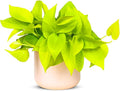 Pothos Neon Live Plant (Devil’s Ivy) – 4″ Bright Chartreuse Variety of Golden Pothos - Low Maintenance Indoor Houseplant - Air Purifying Epipremnum Aureum - Easy Care for Home & Office