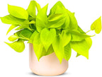 Pothos Neon Live Plant (Devil’s Ivy) – 4″ Bright Chartreuse Variety of Golden Pothos - Low Maintenance Indoor Houseplant - Air Purifying Epipremnum Aureum - Easy Care for Home & Office