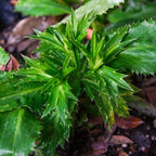 Culantro Plant Live, Culantro Plant for Garden, Indoor Outdoor Plant, Outdoor Vegetable Plant Bareroot, 3 Inches Tall, Green
