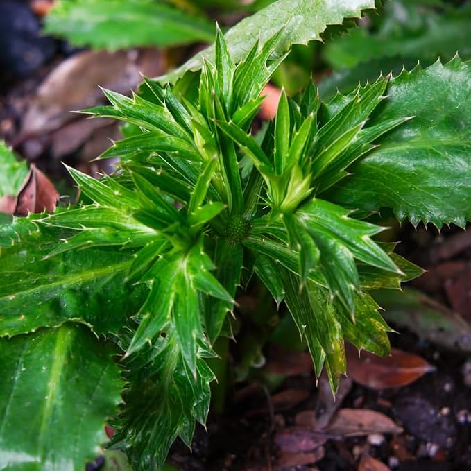 Culantro Plant Live, Culantro Plant for Garden, Indoor Outdoor Plant, Outdoor Vegetable Plant Bareroot, 3 Inches Tall, Green