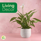 Thorsen's Greenhouse Live Peace Lily Plant, Spathyphylum, Low Light, Easy to Grow, Natural Air Purifier Live Indoor Plant, 4-6" Diameter Pot (Sage, 6-inch Pot)