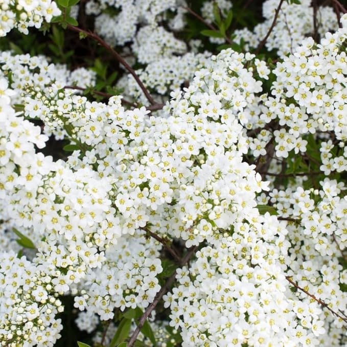 White Weigela Live Plant, Spring Blooming Shrub in 4” Pot, Hardy Perennial Flowering Bush for Garden Borders, Cold Hardy, Dormant in Winter
