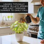 Fancy Green and White Caladium Bulbs for Planting - Easy to Grow Perennial Hosta, Elephant Ears - Great Gift for Plant Lovers (6 Bulbs)