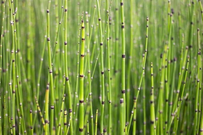 Horsetail Grass Cuttings to Grow - Equisetum - Great Aquatic Feature, Koi Pond Aquascape (15 Cuttings)