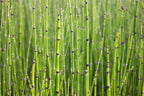 Horsetail Grass Cuttings to Grow - Equisetum - Great Aquatic Feature, Koi Pond Aquascape (15 Cuttings)