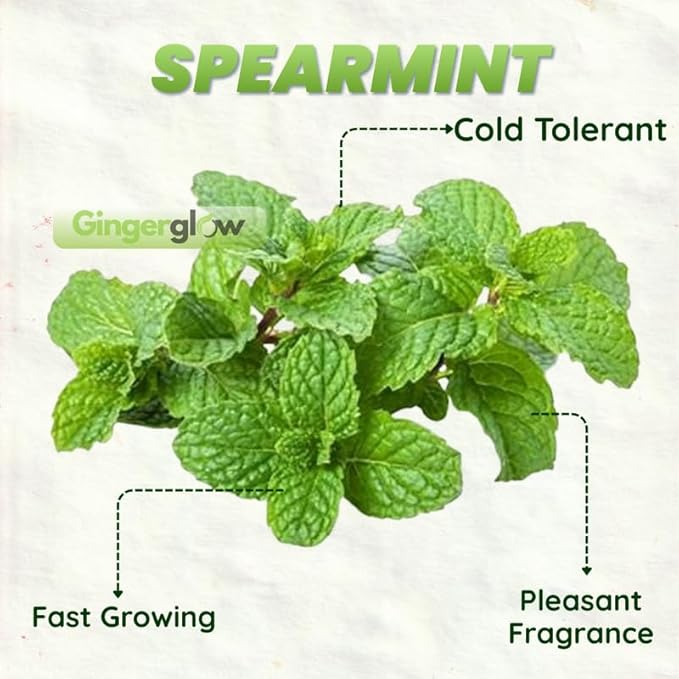 Spearmint Plants Live, Mint Plants for Inside and Home Décor, 3-Inch Potted Fresh Herb for Kitchen Gardens and Indoor Outdoor Growing