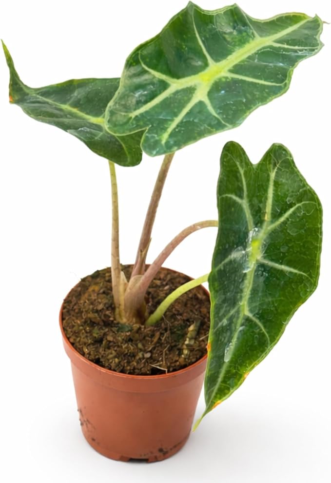 Alocasia Polly Variegated Live Plant – Rare Variegata Elephant Ear with Striking Green and White Leaves – Rooted Indoor Tropical Live Houseplant for Home, Office, Garden & Gift (Heat Pack Included)