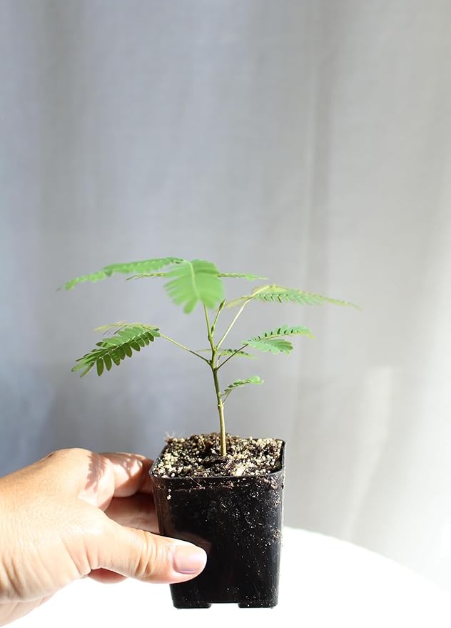 Pink Flower Persian Mimosa Silk Tree Live Starter Plant Albizia Julibrissin 2 Inch Pot (1)