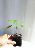 Pink Flower Persian Mimosa Silk Tree Live Starter Plant Albizia Julibrissin 2 Inch Pot (1)