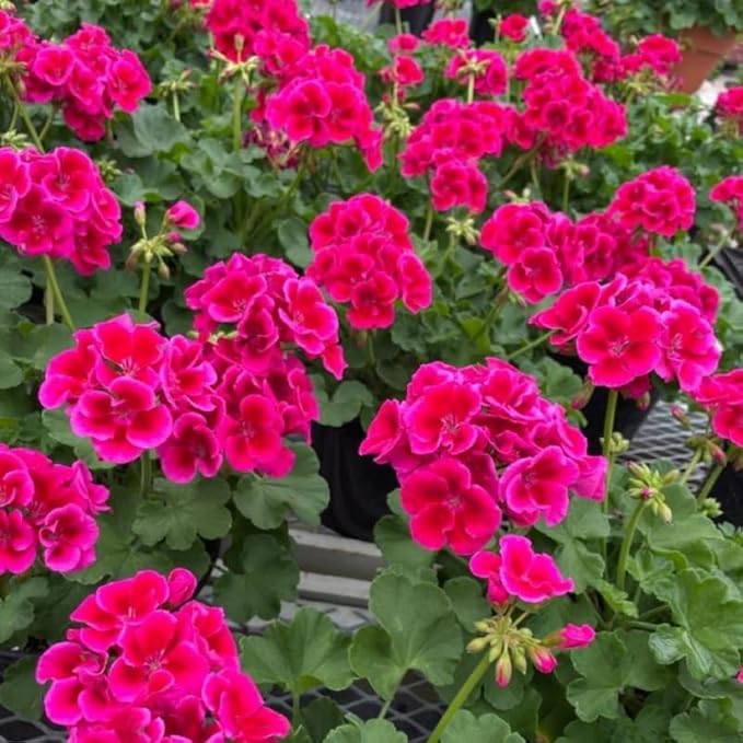 Set 2 Geranium Plants Live, 4-9 Inches Tall, Hardy Flowering Geraniums for Garden or Pots, Fragrant Perennial Blooms (Pink Geranium)