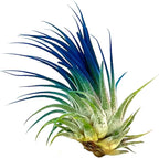 ragnaroc Air Plants - Tillandsia Ionantha, Regular 2-3" - 1ct - Organically Enhanced Color - Live Arrival Guaranteed - House Plants for Home Decor & Gift, Ocean