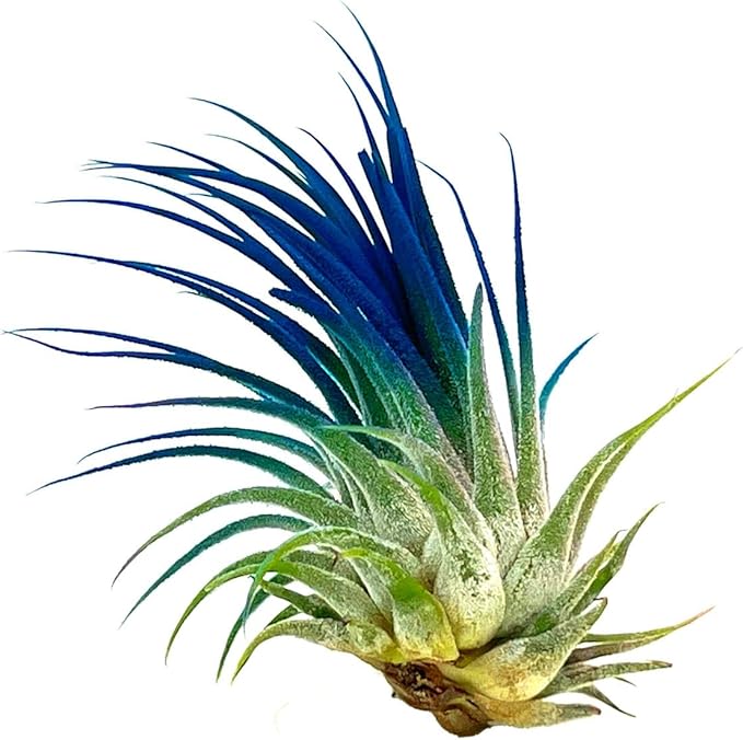 ragnaroc Air Plants - Tillandsia Ionantha, Regular 2-3" - 1ct - Organically Enhanced Color - Live Arrival Guaranteed - House Plants for Home Decor & Gift, Ocean
